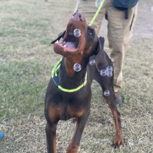 Best Dog Training in Spring, TX